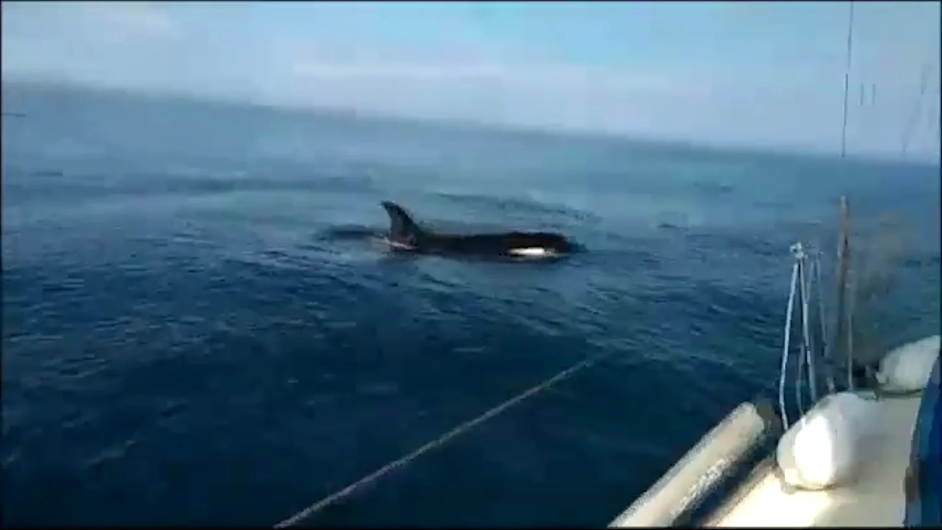 Imagen del ataque de una orca a una embarcación en Galicia