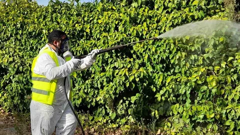 Fumigación realizada en Trebujena (Cádiz)