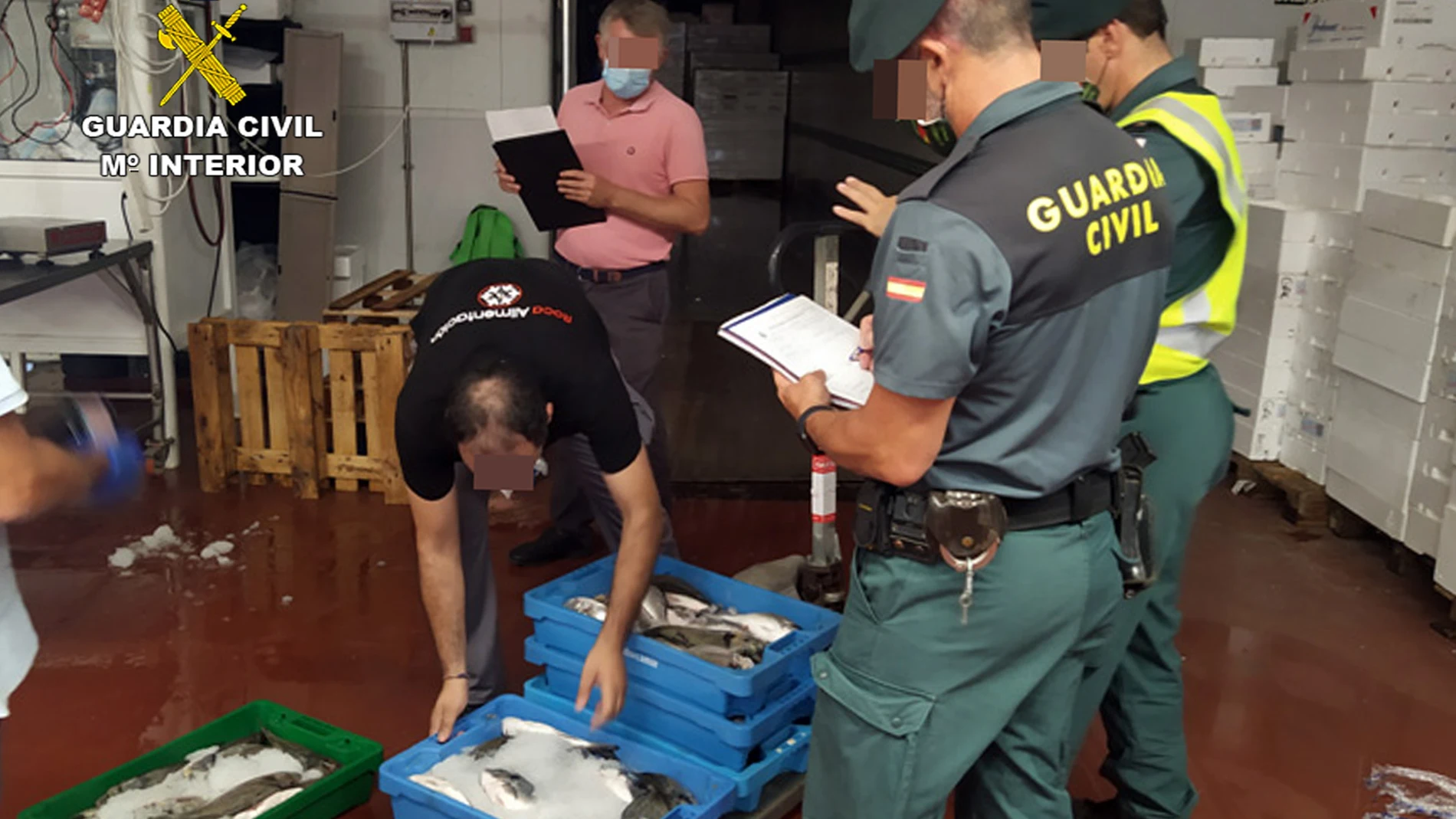 La Guardia Civil sorprende a un vecino de Cartagena con más de 50 kilos de doradas capturadas ilícitamente