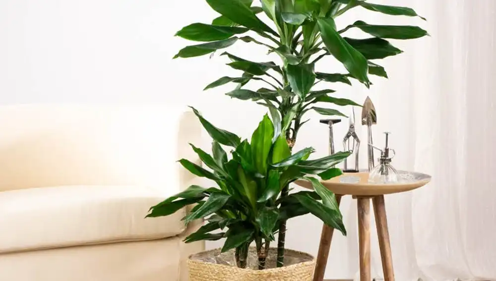 Tronco del Brasil de Be Green.