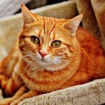 Gato