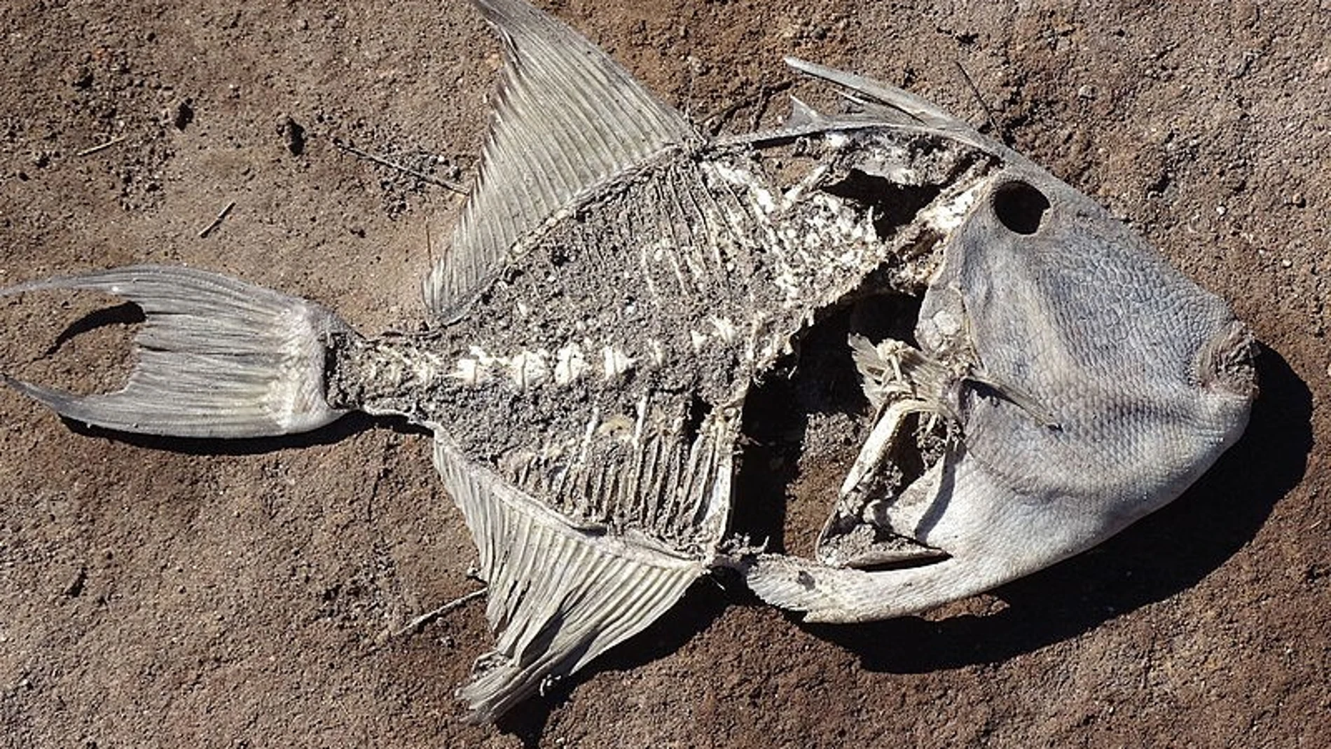 Pez muerto en la Baja California Sur, México.