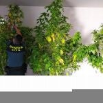 La Guardia Civil descubrió un almacén y una plantación de cannabis en el lugar del secuestro