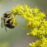 La guerra en Alemania contra los jardines de grava