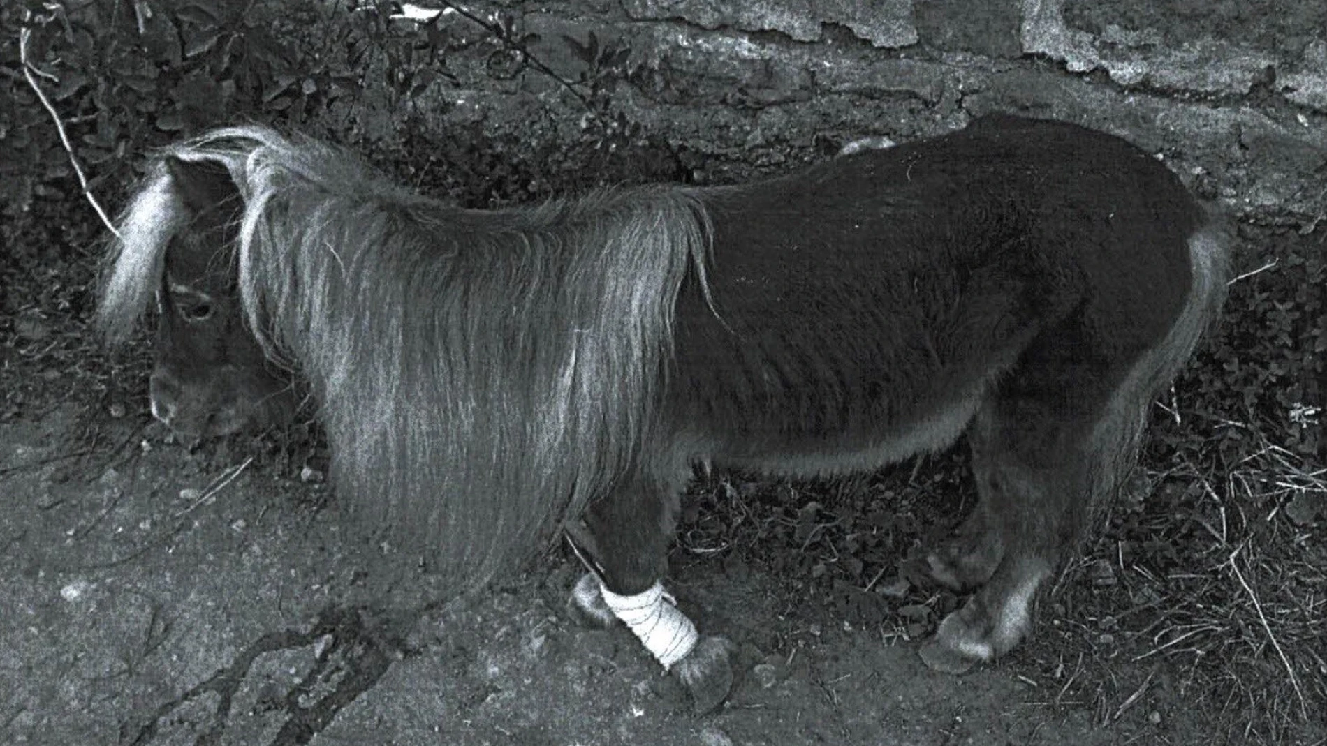 El poni localizado por la Policía Nacional amarrado en una rambla de Almería