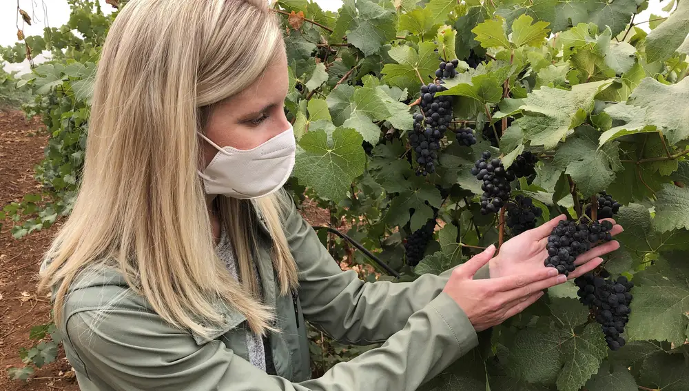 Christine Clair, winery director of Willamette Valley Vineyards, examines a cluster of pinot noir grapes at the winery's estate vineyard on Thursday, Sept. 17, 2020, in Turner, Ore. Smoke from the West Coast wildfires has tainted grapes in some of the nation's most celebrated wine regions with an ashy flavor that could spell disaster for the 2020 vintage. â€œPinot noir is a very thin-skinned grape, meaning itâ€™s very delicate in nature, and you canâ€™t mask any type of flaws in the growing condition or in the winery,â€ said Clair. (AP Photo/Andrew Selsky)
