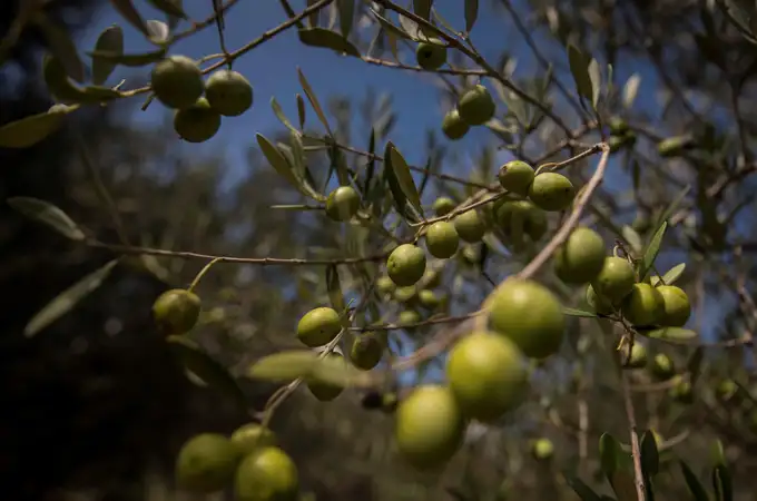 El aceite de oliva virgen extra supera ya los seis euros por kilo en origen