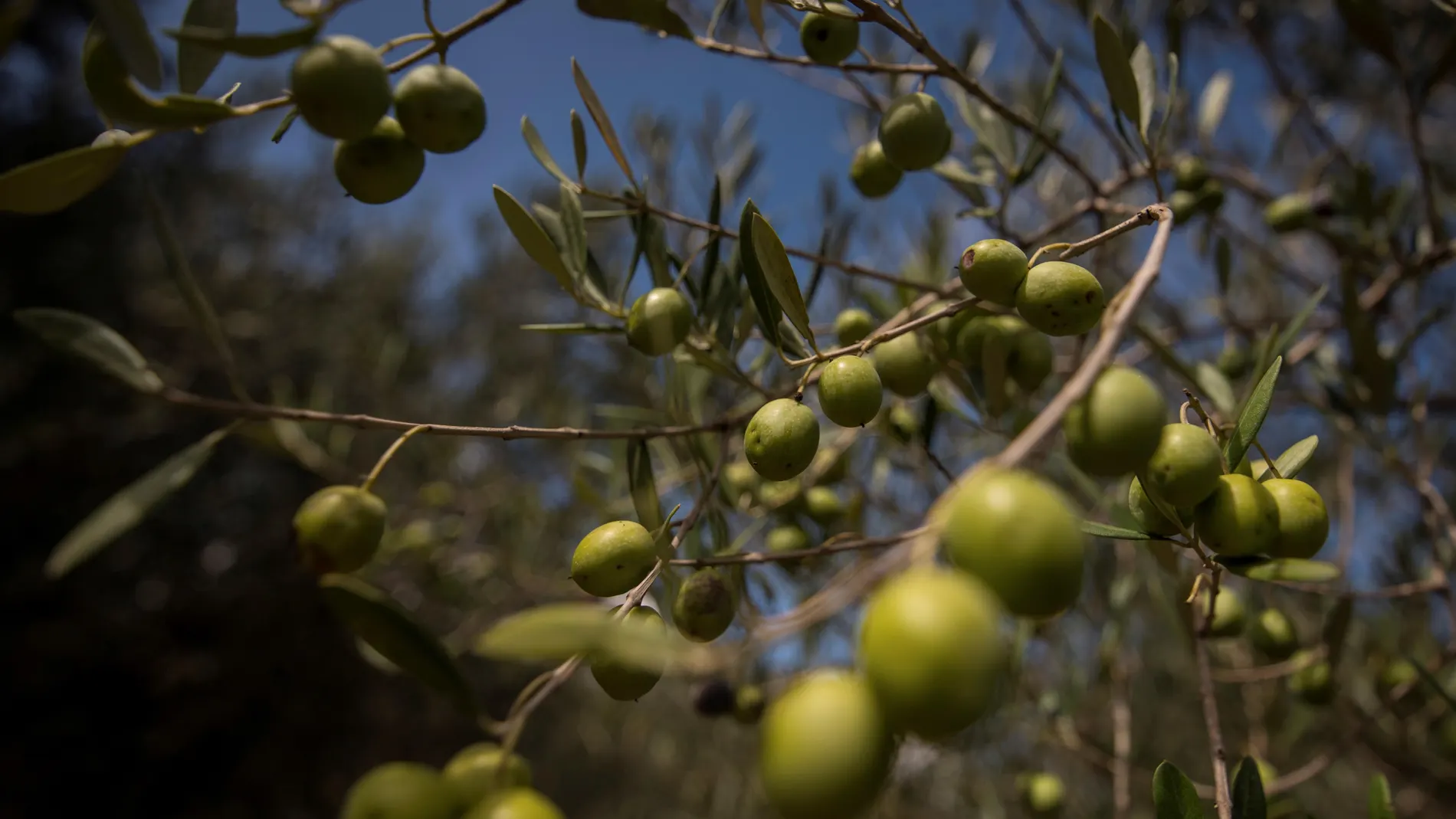 Olivos con aceitunas en una finca de Caimari (Mallorca)