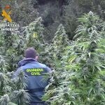 Plantación de marihuana descubierta en una paraje recóndito de la comarca de Montes de Oca, en la provincia de Burgos.GUARDIA CIVIL DE BURGOS.25/09/2020