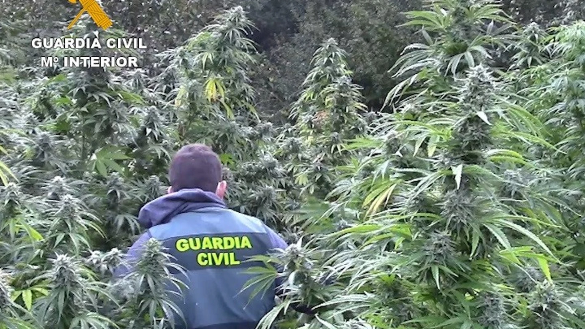 Plantación de marihuana descubierta en una paraje recóndito de la comarca de Montes de Oca, en la provincia de Burgos.GUARDIA CIVIL DE BURGOS.25/09/2020