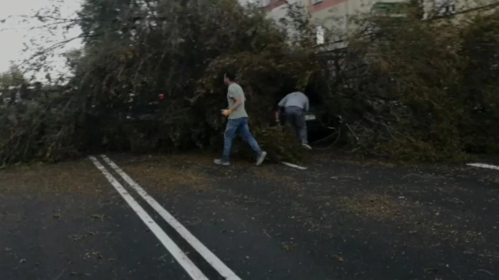 Árbol caído en la calle del Príncipe de Vergara