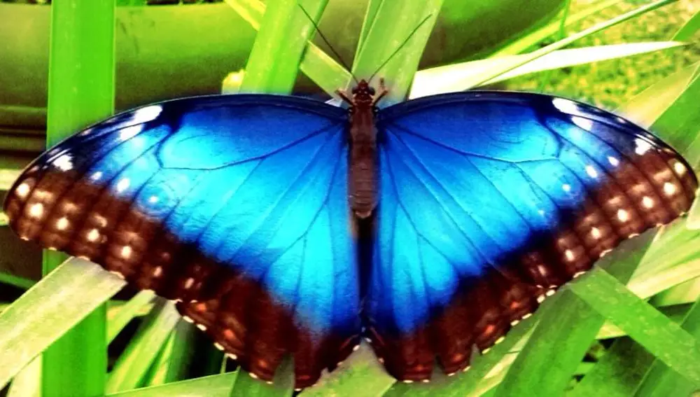 Mariposa morfo azul. El color de sus alas proviene de cambios en la refracción de la luz, no de ningun pigmento.