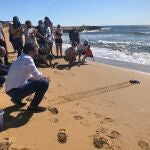 El consejero Antonio Luengo durante la liberación de una de las diez tortugas boba nacidas el pasado verano en CalblanqueCARM28/09/2020