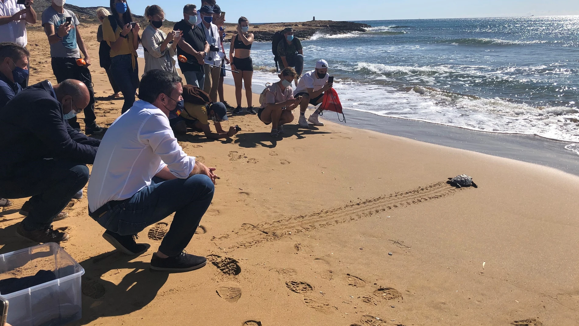 El consejero Antonio Luengo durante la liberación de una de las diez tortugas boba nacidas el pasado verano en CalblanqueCARM28/09/2020