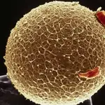 Imagen de un óvulo tomada con micrografía electrónica de barrido