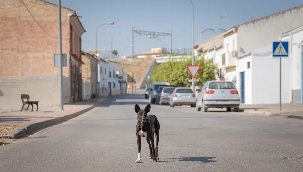 Un perro en una calle vacía durante el confinamiento en Casariche