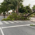 El viento ha provocado la caída de árboles en la Región de Murcia