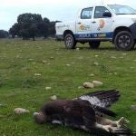 Águila de Bonelli muerta en Toledo