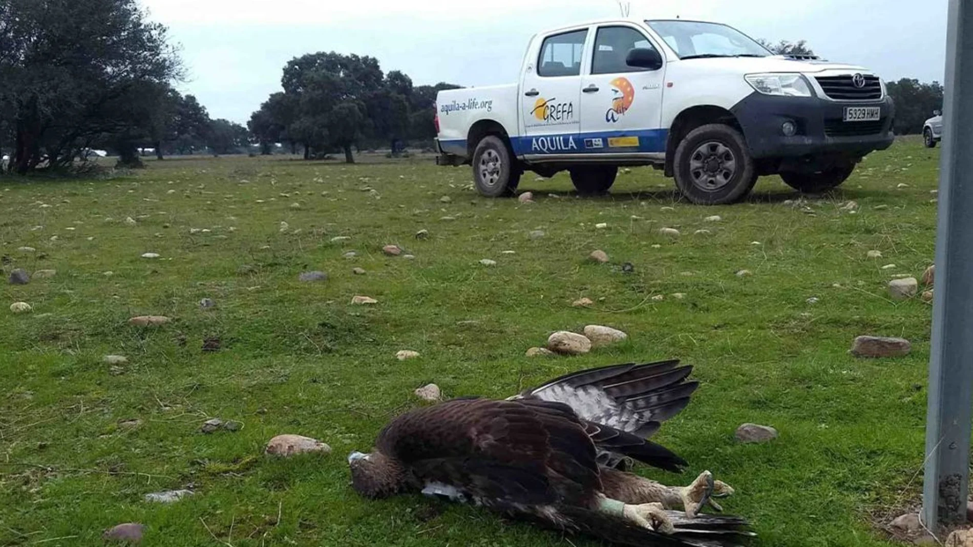 Águila de Bonelli muerta en Toledo