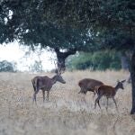 Un ciervo junto a dos hembras en la sierra de Montoro y Cardeña