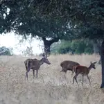Un ciervo junto a dos hembras en la sierra de Montoro y Cardeña