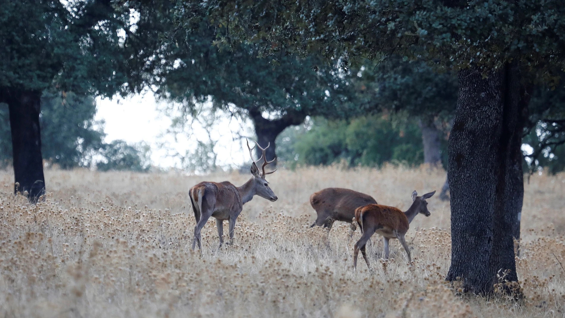 Un ciervo junto a dos hembras en la sierra de Montoro y Cardeña