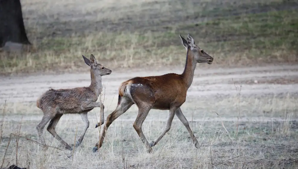 Una cierva junto a su cría en la sierra de Montoro y Cardeña, en Córdoba