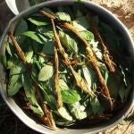 AYAHUASCA