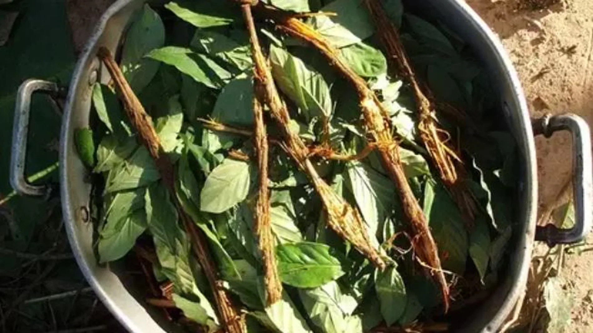 AYAHUASCA