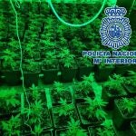 Plantas de marihuana en una vivienda