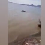 Un Hipopótamo arrastra a un niño a un lago propiciándole la muerte en Mbita, Kenia