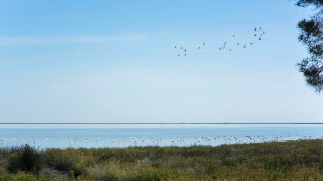 Flamencos en el entorno natural de Doñana, en Huelva