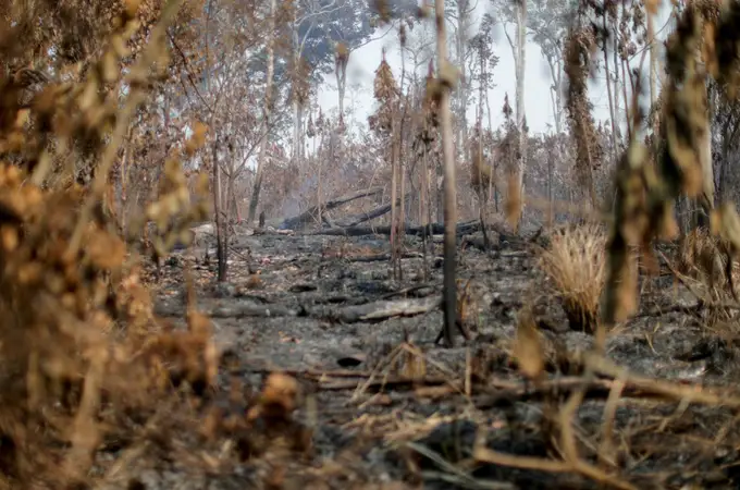 Los incendios y la tala ilegal devoran el Amazonas