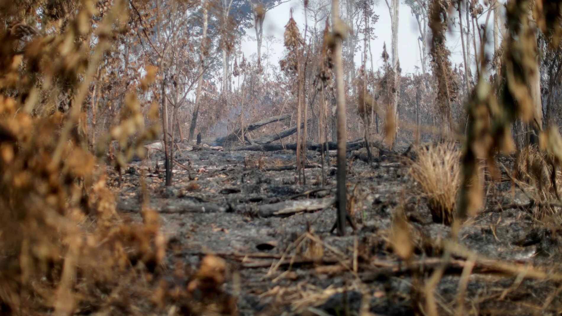 Los incendios han aumentado un 14% en el último año en el Amazonas