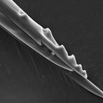 Extremo del ovopositor de una avispa parásita mostrando las valvas de las que está compuesto.