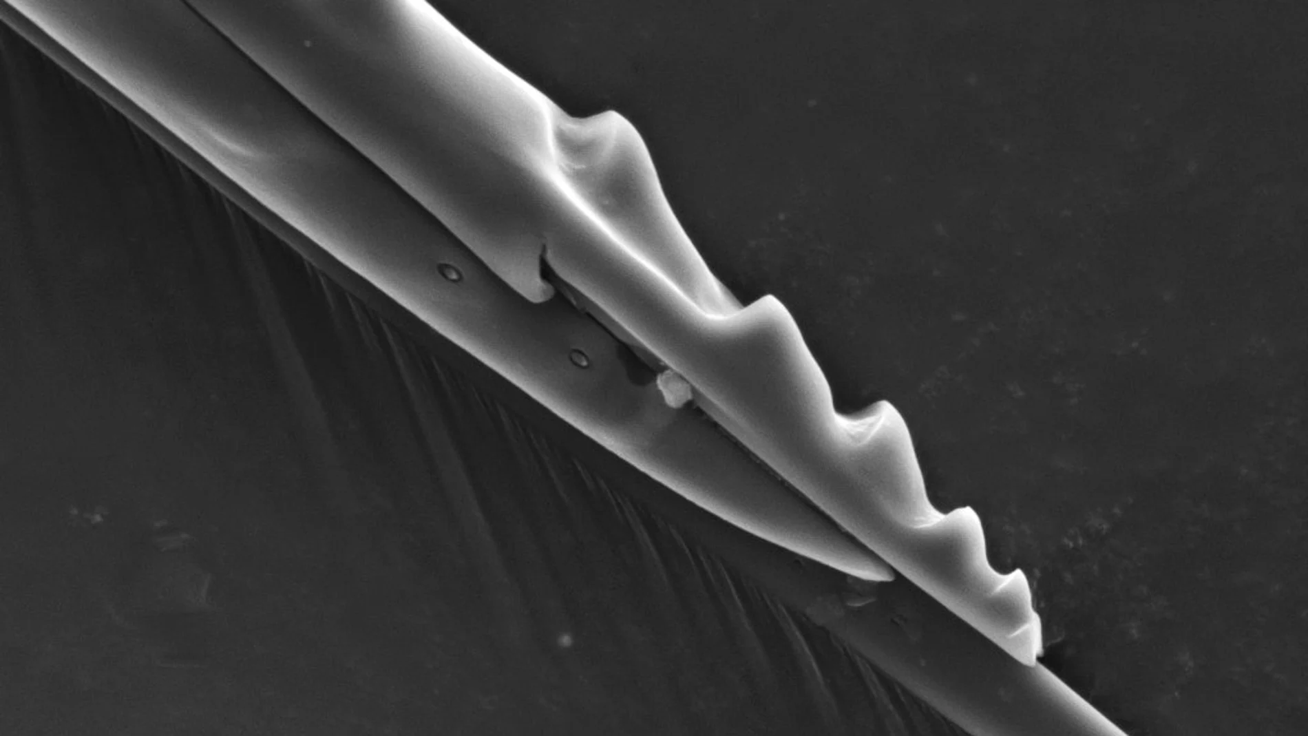Extremo del ovopositor de una avispa parásita mostrando las valvas de las que está compuesto.