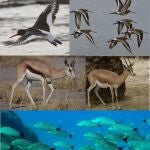 Especies de animales estudiadas en el marco de la investigación liderada por el CSIC sobre comunicación animal