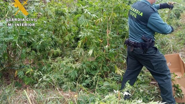 Plantación de marihuana descubierta por la Guardia Civil en un paraje de La Bureba, en la provincia de Burgos.