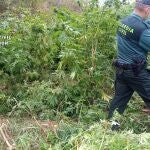 Plantación de marihuana descubierta por la Guardia Civil en un paraje de La Bureba, en la provincia de Burgos.