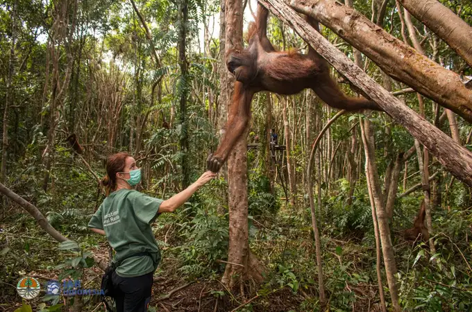 La Fundación BBVA premia a una española que protege orangutanes en Borneo