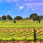 La Mancha tiene el privilegio de estar considerado el mayor viñedo del mundo