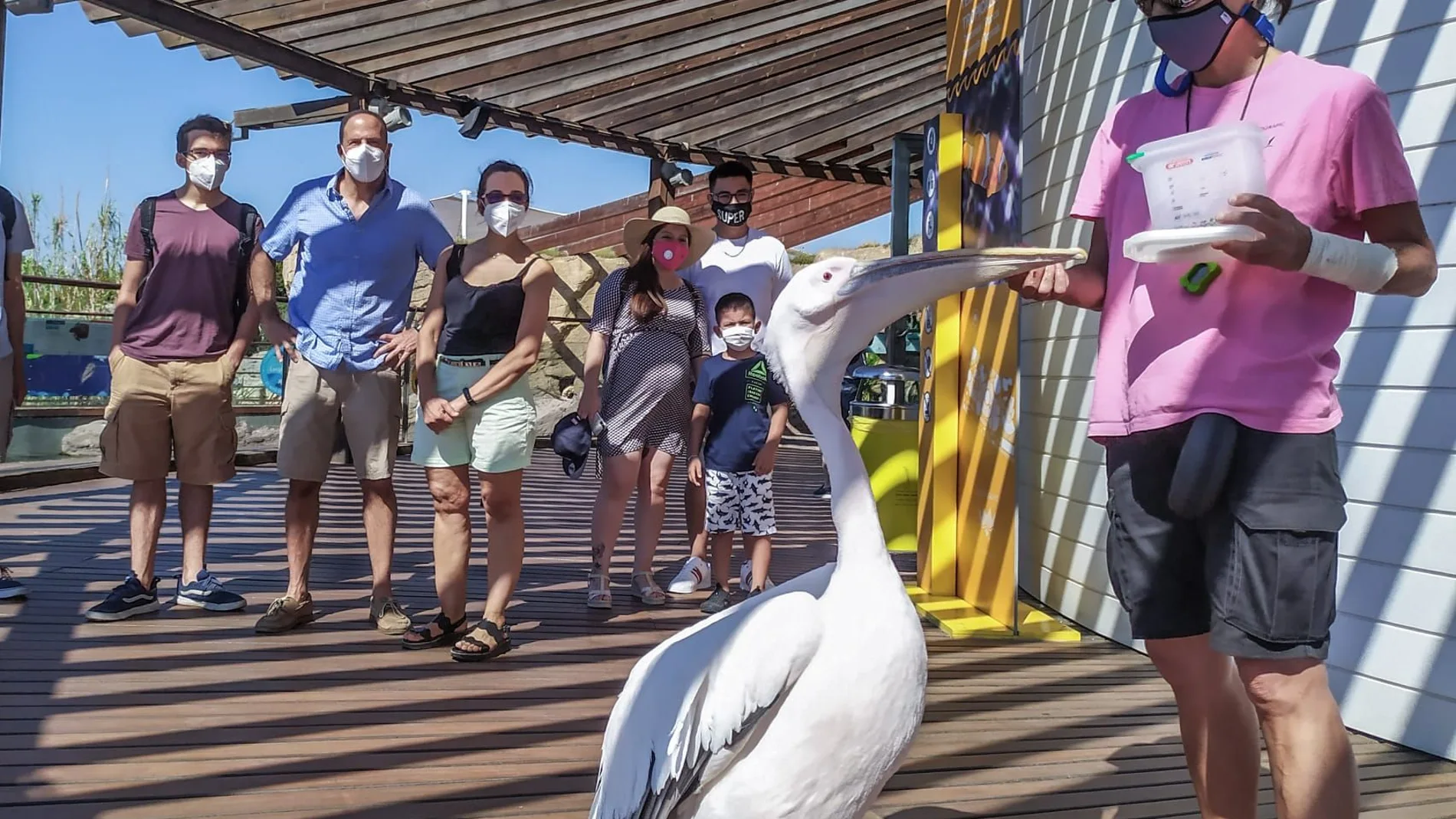 Imagen de un cuidador de l'Oceanogràfic de Valencia