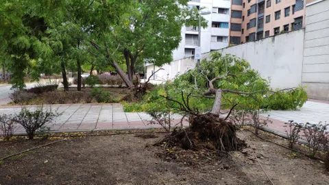 Un árbol derribado por las fuertes rachas de aire de las últimas horas de la tarde de ayer en la calle de la Circonita de Madrid.- EFE/Jorge López Ortega