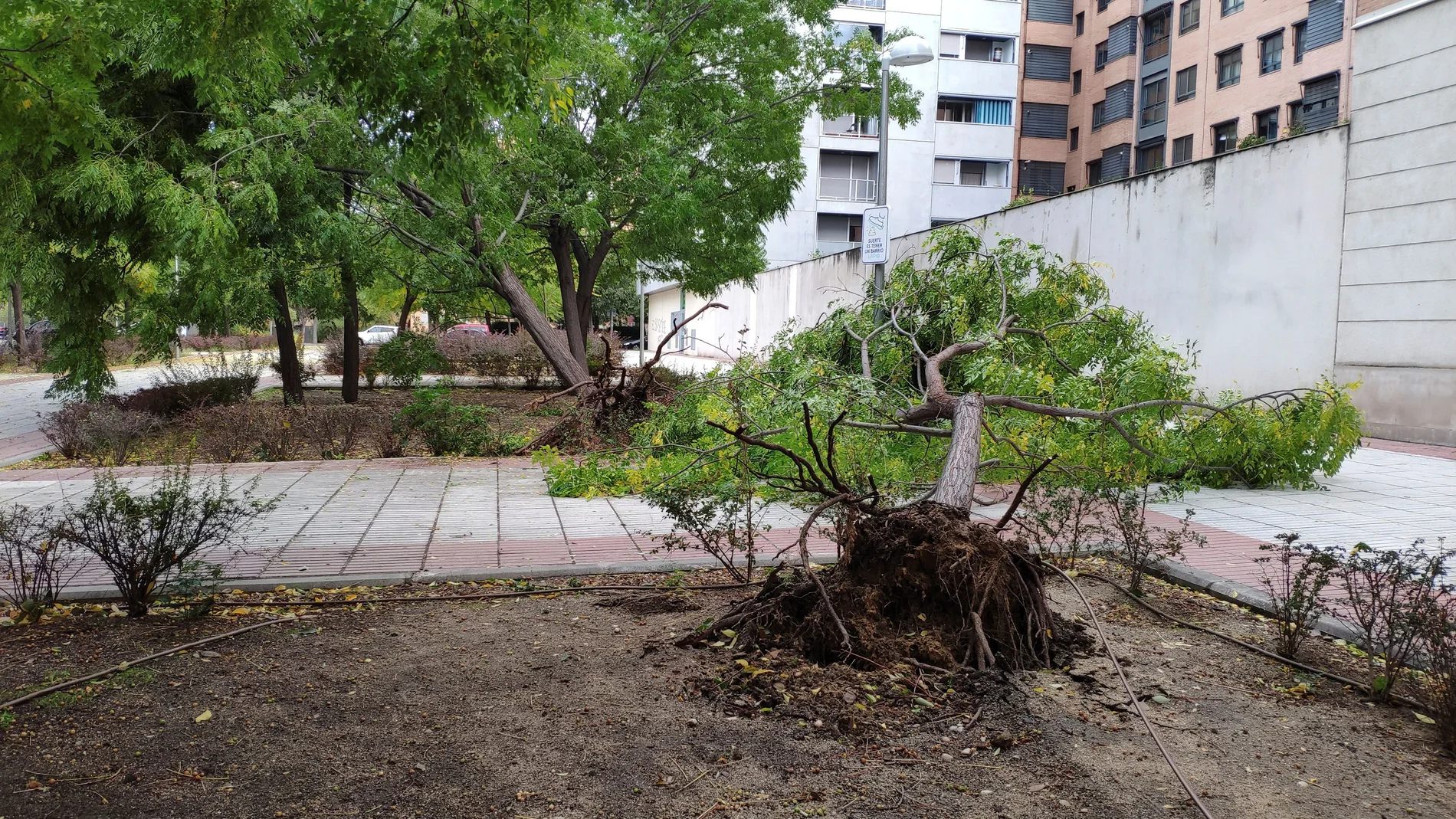Un árbol derribado por las fuertes rachas de aire de las últimas horas de la tarde de ayer en la calle de la Circonita de Madrid.- EFE/Jorge López Ortega