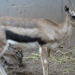 La gacela recién nacida junto a su madre