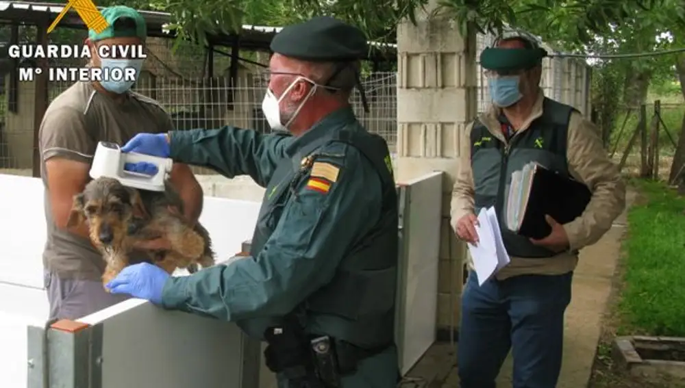 El Seprona en la clínica veterinaria investigada en Valladolid