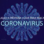 Hallada la proteína clave para poder atacar al coronavirus