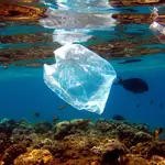 Peces nadan alrededor de una bolsa de plástico en el Mar Rojo cerca de Naama Bay en Egipto.