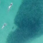 Un dron graba a un grupo de bañistas en Australia nadando junto a peces y tiburones