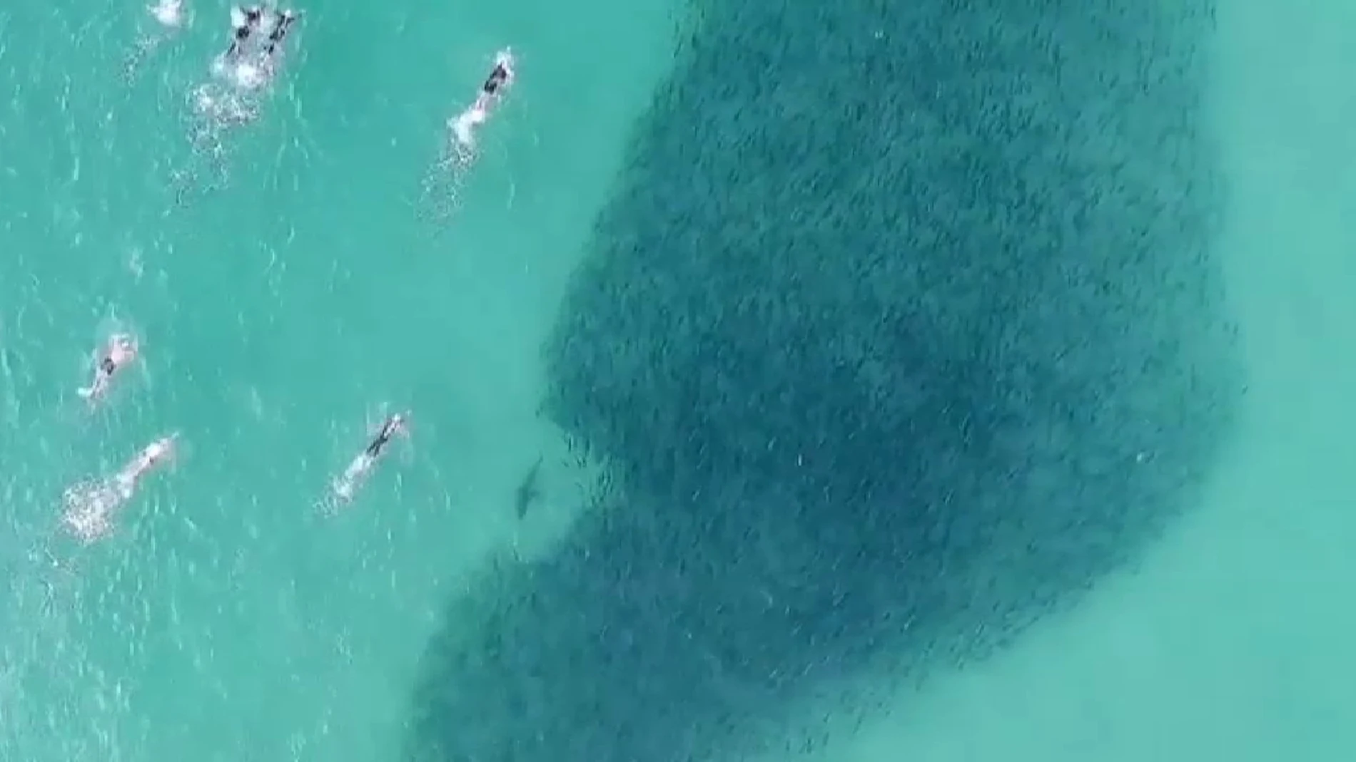 Un dron graba a un grupo de bañistas en Australia nadando junto a peces y tiburones
